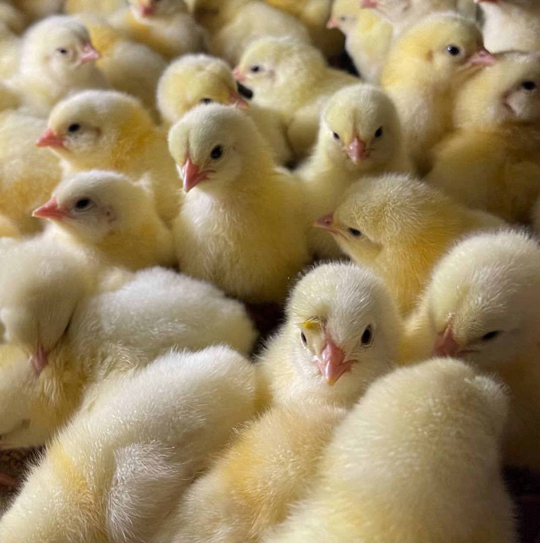 Кимовская инкубаторная станция