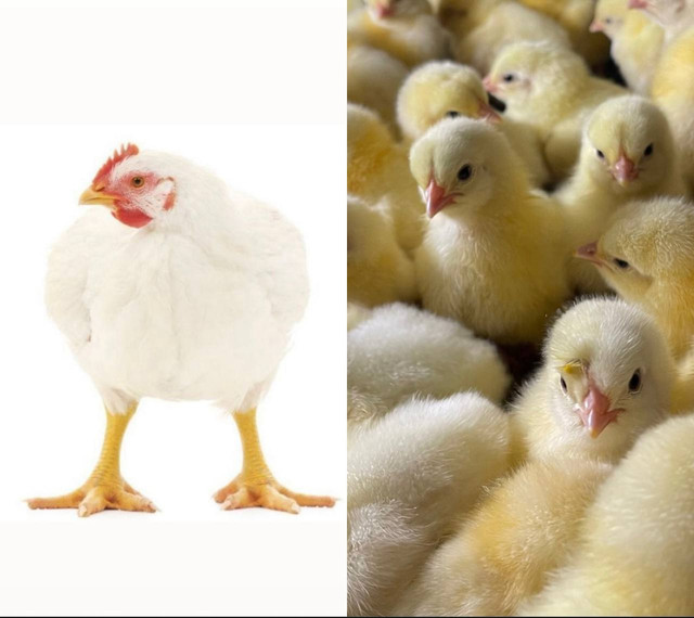 Цыплята бройлеры Кобб 500 и Росс 308