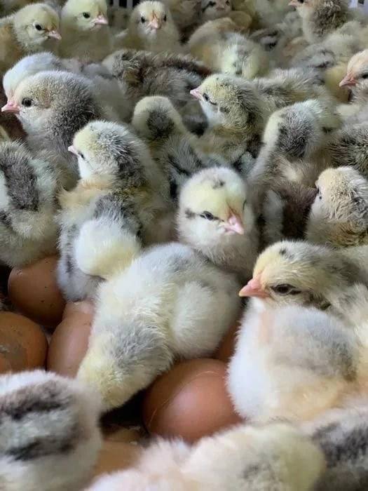 Наша птица - фото 2