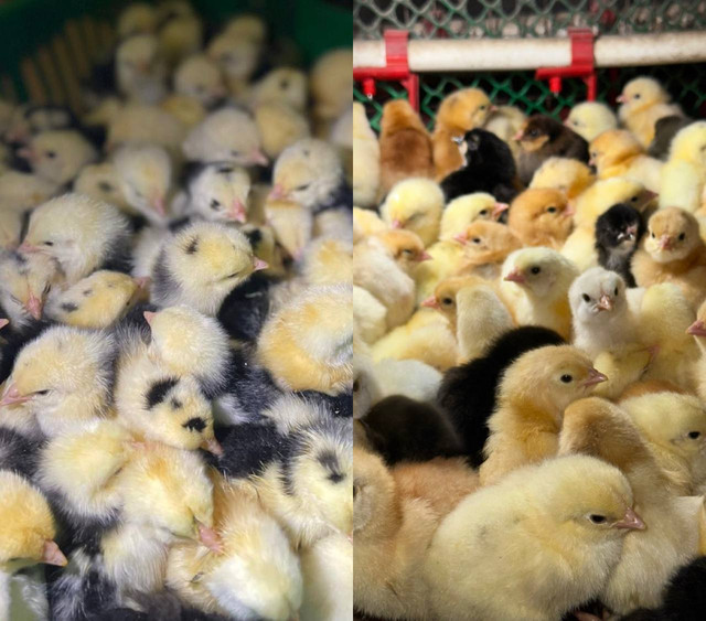 Кучинская юбилейная, Адлерская серебристая