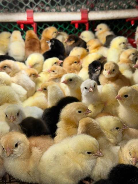 Наша птица - фото 3