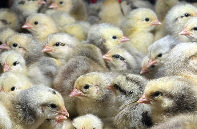 Наша птица - фото 4