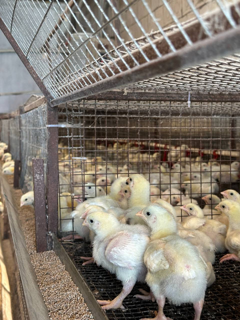 Наша птица - фото 7