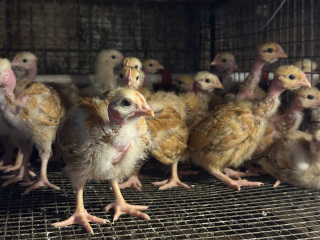 Наша птица - фото 8