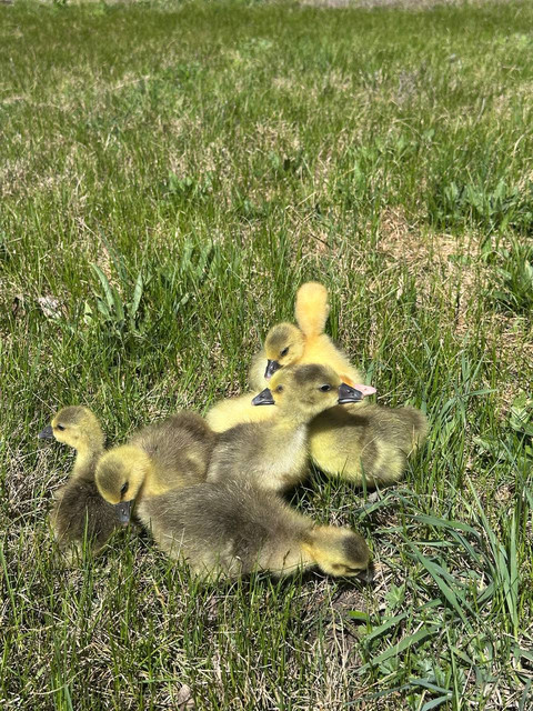 Наша птица - фото 11