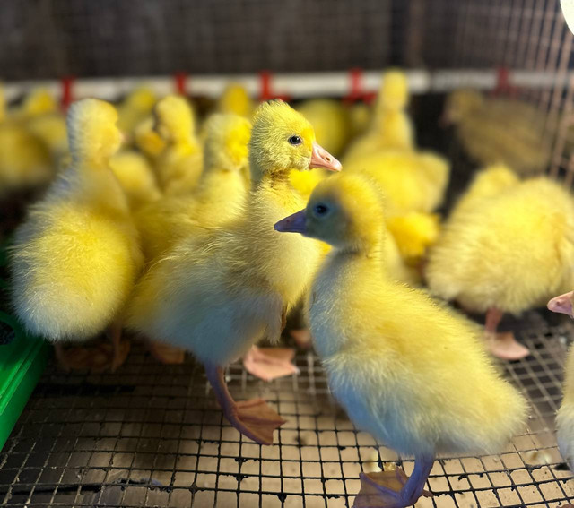 Наша птица - фото 9